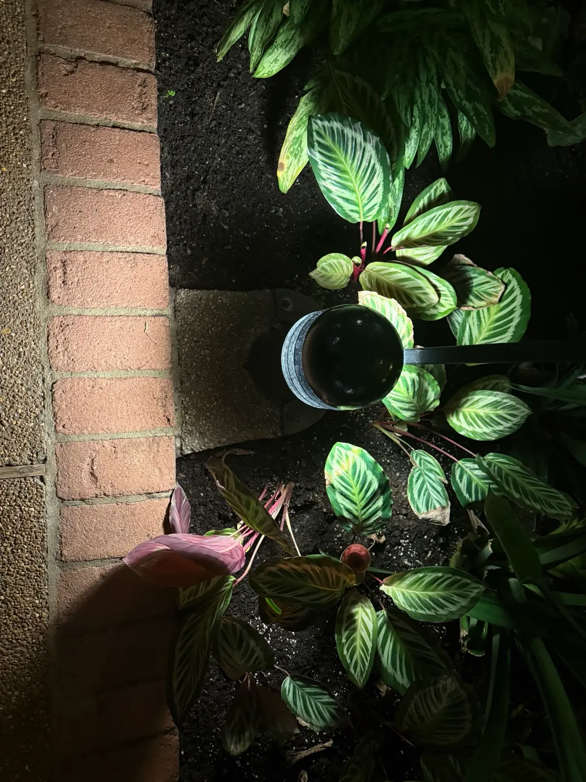 Portfolio style landscape spotlight aimed at plants beside a walkway