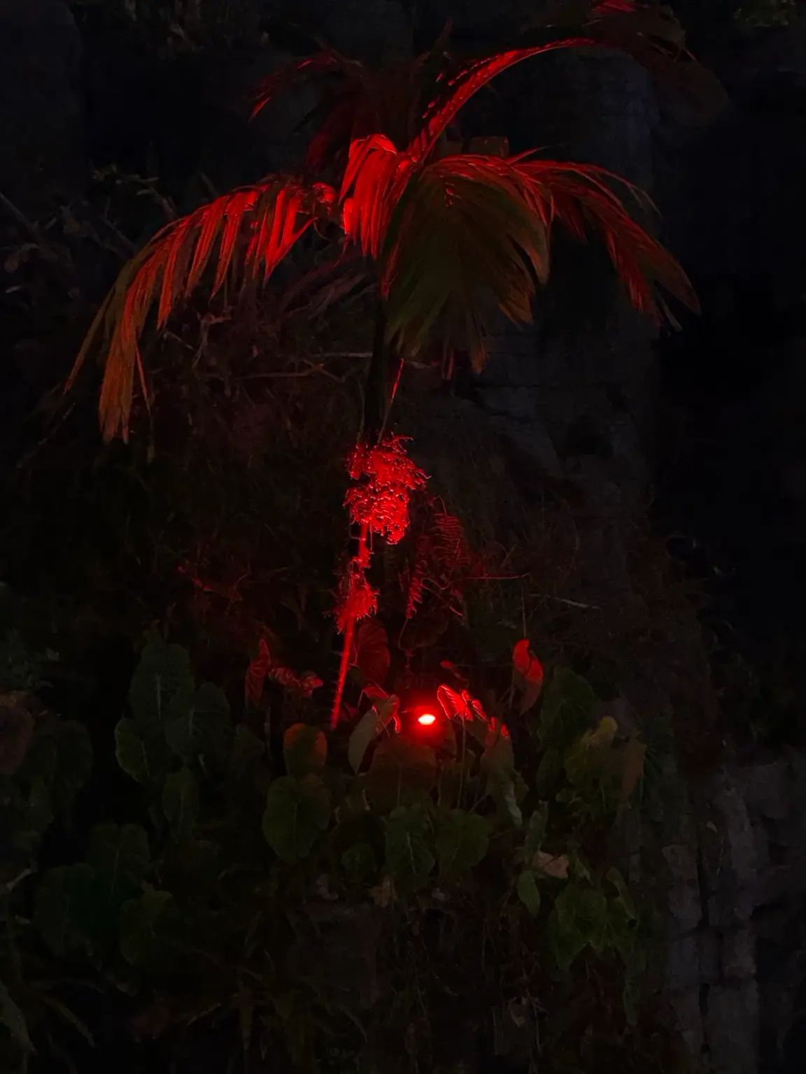 Red landscape uplighting on tropical plants creating Halloween outdoor lighting effect