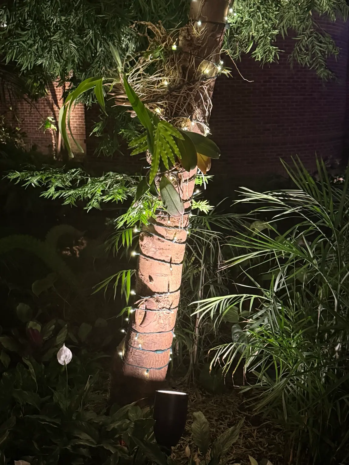 Tree uplighting with string lights wrapped around palm trunk in landscape lighting design